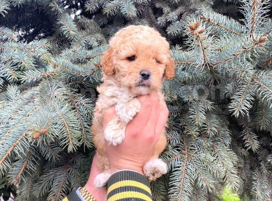 Cep Boy Toy Poodle Yavrularım görsel
