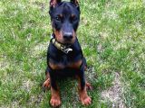 Doberman Heykel Gibi Estetikli Yavrular