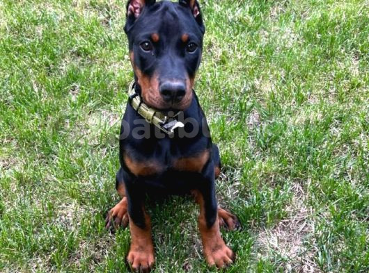 Doberman heykel gibi Estetikli yavrular