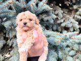 Cep Boy Toy Poodle Yavrularım