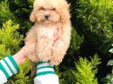 Cep Boy Toy Poodle Yavrularım