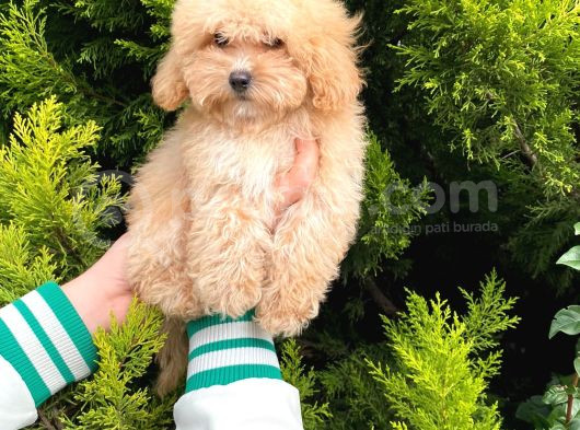 Cep Boy Toy Poodle Yavrularım görsel