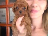 Toy Poodle Yavrular Mini Boy