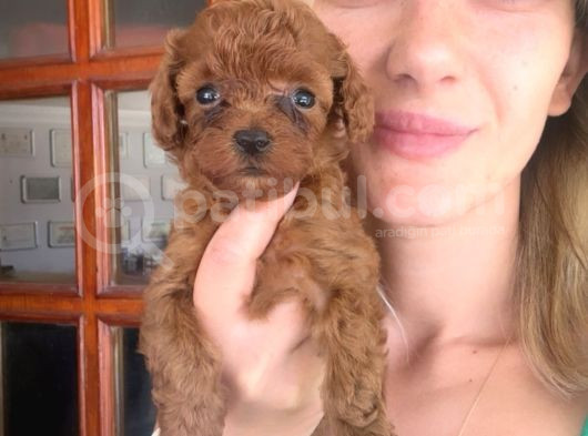Toy Poodle Yavrular Mini Boy görsel