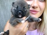 Shiba İnu Yavruları