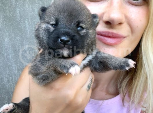 Shiba İnu Yavruları görsel
