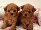 Tooy poodle cinsi kıpkırmızı Red mini Boy 