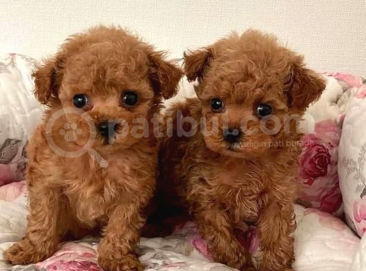 Tooy Poodle Cinsi Kıpkırmızı Red Mini Boy 