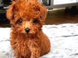 Tooy Poodle Cinsi Kıpkırmızı Red Mini Boy 