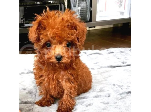 Tooy Poodle Cinsi Kıpkırmızı Red Mini Boy  görsel