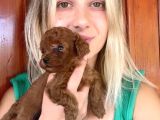 Toy Poodle Yavrular Mini Boy