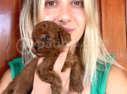 Toy Poodle Yavrular Mini Boy görsel