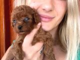 Toy Poodle Yavrular Mini Boy