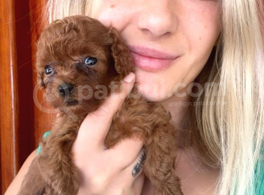 Toy Poodle Yavrular Mini Boy görsel