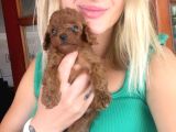 Toy Poodle Yavrular Mini Boy