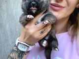 Shiba İnu Yavruları