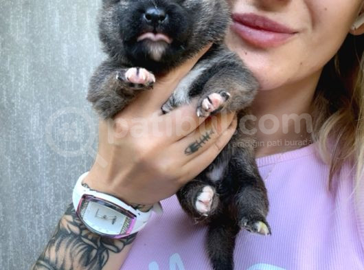 Shiba İnu Yavruları görsel