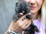 Shiba İnu Yavruları