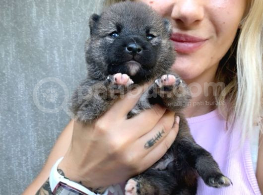 Shiba İnu Yavruları görsel