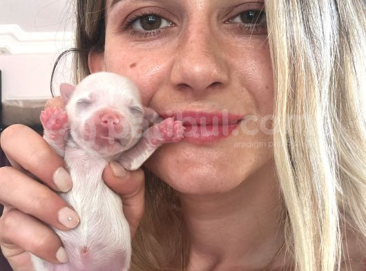 Maltese Yavrular Mini Boy