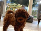 Pet eğitimli Aşılı toy poodle safkan yavrum