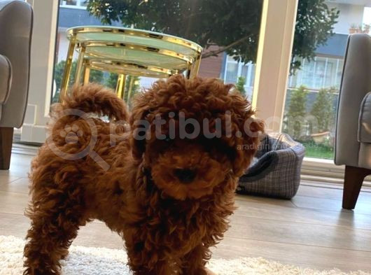 Pet Eğitimli Aşılı Toy Poodle Safkan Yavrum