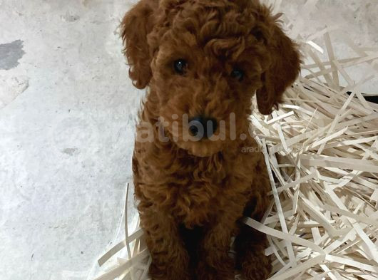 Evde Bakılan Wc Eğitimli Poodle Bebeğim görsel