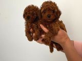 Safkan Teacup Toy Poodle Miniğim