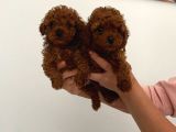 Safkan teacup toy poodle Miniğim