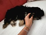 Teacup Morkie 3-4 Aylık Tüm Ekipmalari Ile Birlikte Verilece