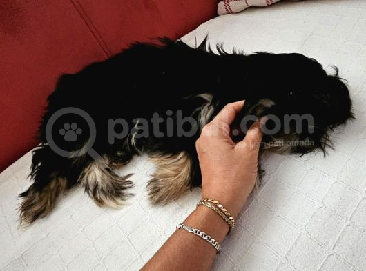 Teacup Morkie 3-4 Aylık Tüm Ekipmalari Ile Birlikte Verilece görsel