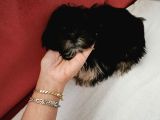 teacup morkie 3-4 aylık tüm ekipmalari ile birlikte verilece