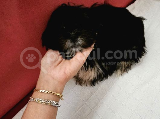 Teacup Morkie 3-4 Aylık Tüm Ekipmalari Ile Birlikte Verilece