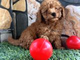 Sevimli Toy Poodle Yavruları