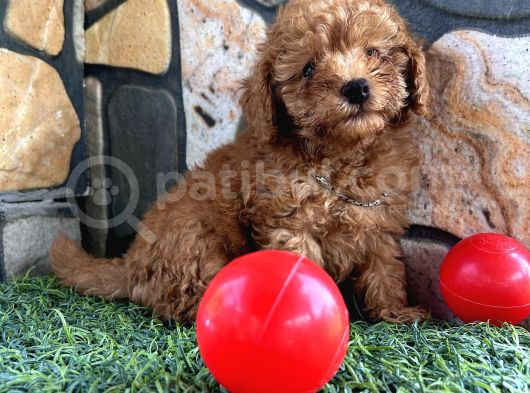 Sevimli Toy Poodle Yavruları görsel