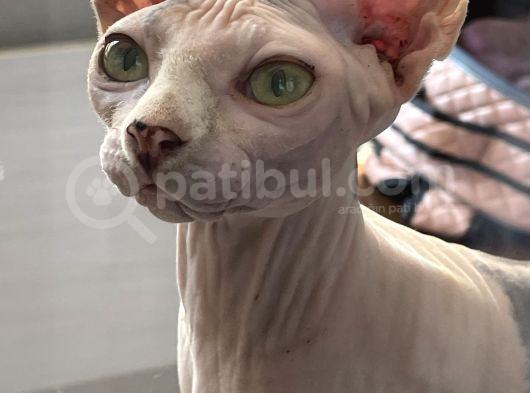Oyuncu Kızımız Yoda