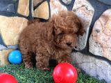 Sevimli Toy Poodle Yavruları