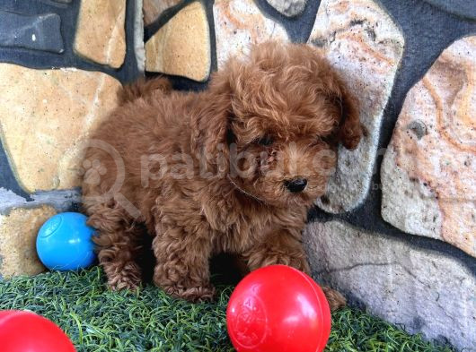 Sevimli Toy Poodle Yavruları görsel