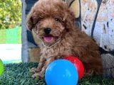 Sevimli Toy Poodle Yavruları