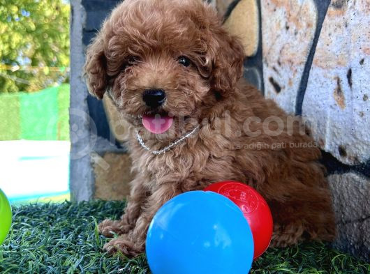 Sevimli Toy Poodle Yavruları görsel
