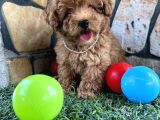 Sevimli Toy Poodle Yavruları
