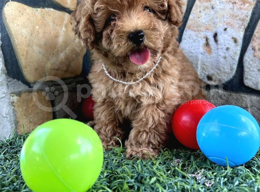 Sevimli Toy Poodle Yavruları