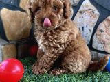 Sevimli Toy Poodle Yavruları