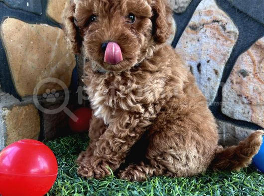 Sevimli Toy Poodle Yavruları görsel