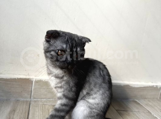 3 Aylık Scotish Fold Erkek görsel