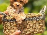 Minik Surat Baby Dog