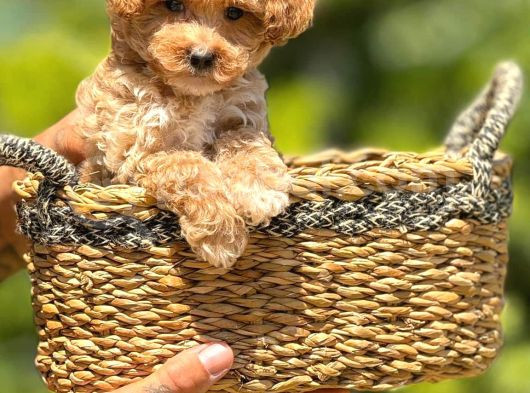 Minik Surat Baby Dog görsel