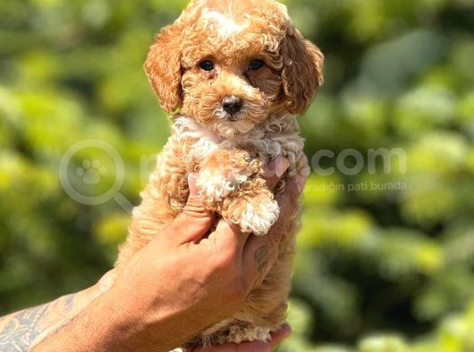 Minik Surat Baby Dog görsel