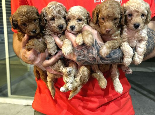 Minik Surat Baby Dog