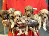 Minik Surat Baby Dog
